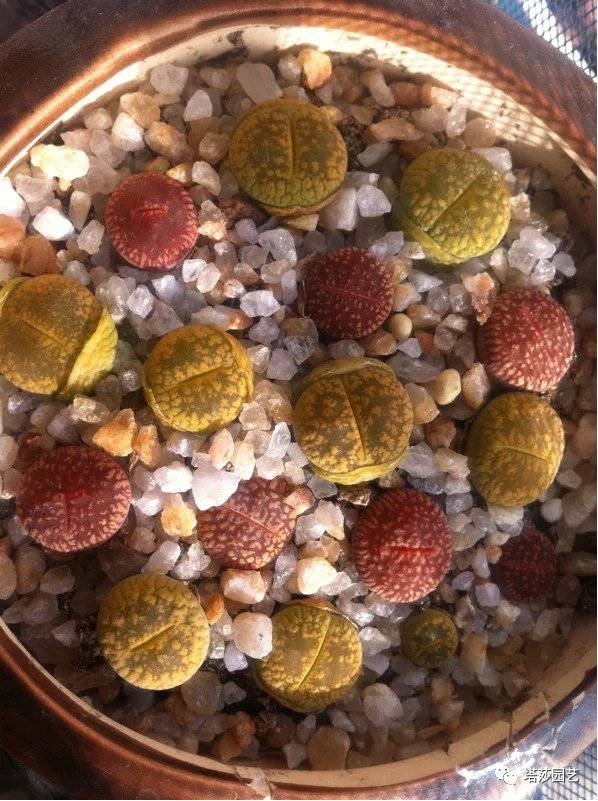 生石花的种子是自己的品种吗,生石花像丝绒一样的是什么品种