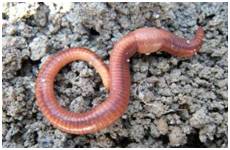 生来就是一个吃货｜浮想联翩解剖学第二弹