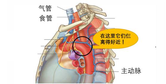 生来就是一个吃货|浮想联翩解剖学第二弹