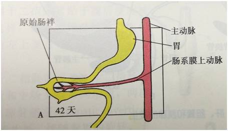 生来就是一个吃货|浮想联翩解剖学第二弹