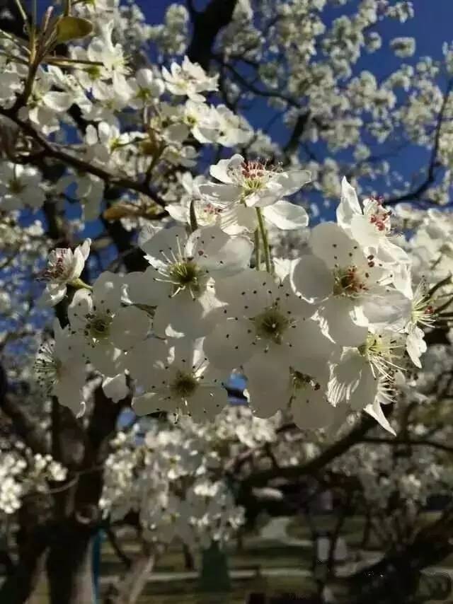 北京交通运输职业学院最新消息,北京运输职业学院排名
