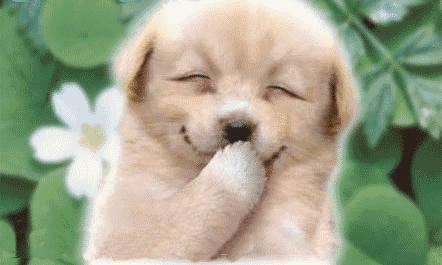 衣服除狗毛神器,去除衣服上狗毛最好方法