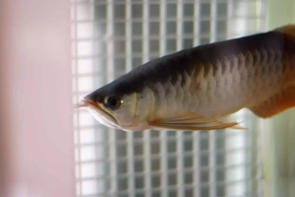 用心养鱼养好鱼,用心养好每一锅汤