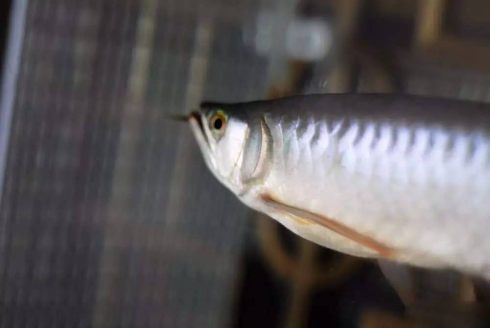 用心养鱼养好鱼,用心养好每一锅汤