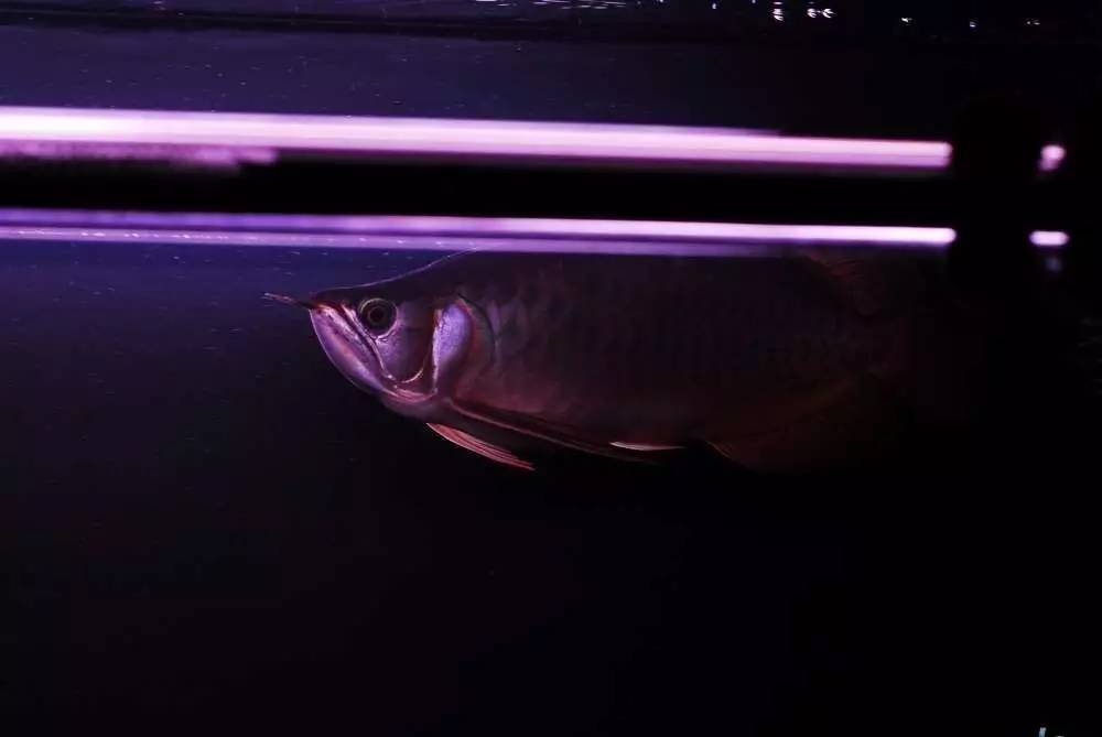 用心养鱼养好鱼,用心养好每一锅汤