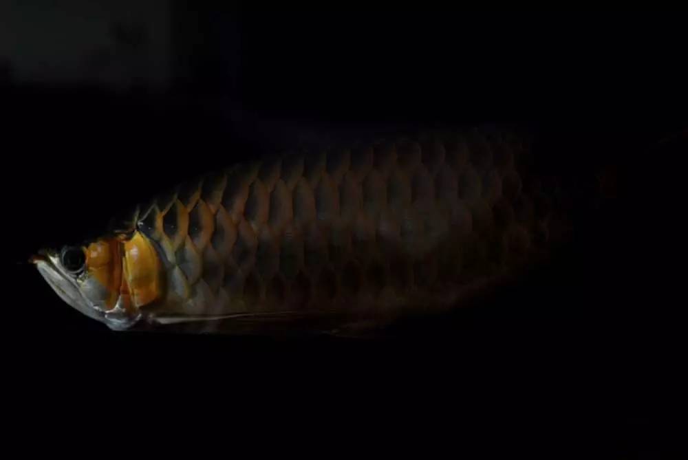 用心养鱼养好鱼,用心养好每一锅汤