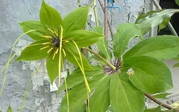 七叶一枝花抗癌奇迹,七叶一枝花的生长寿命