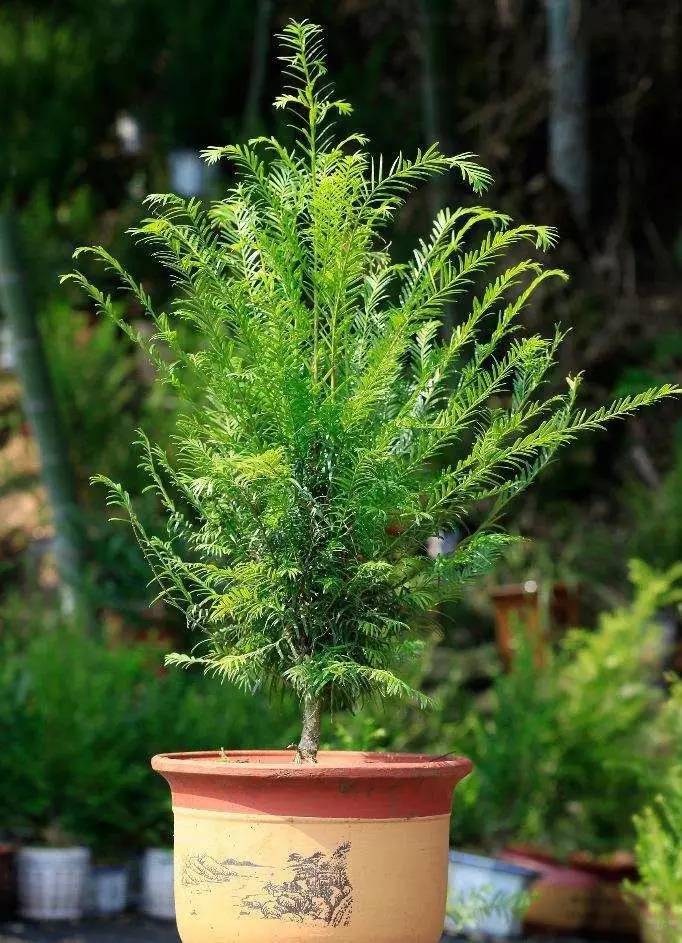 秋季可以扦插的花有哪些,秋季扦插的植物什么时候移盆