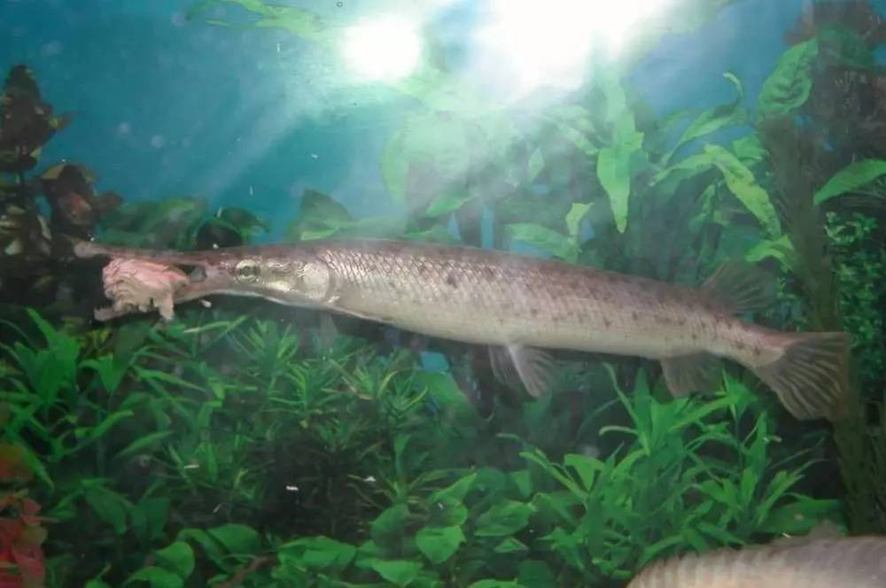 这几种鱼不建议食用,这六种鱼不能人工养殖