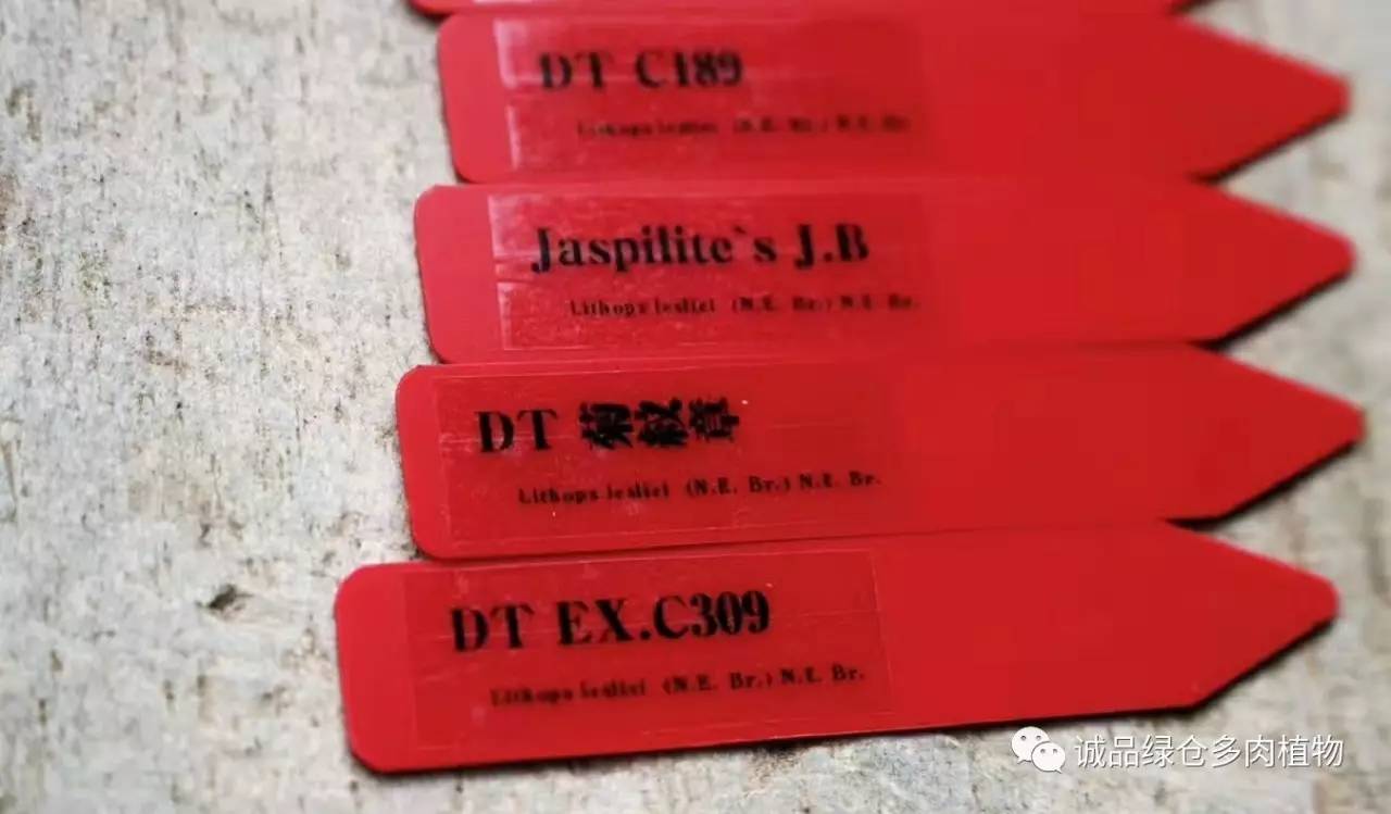 涨姿势｜当不成学霸总得做一回“播”霸（夏播生石花第38天）