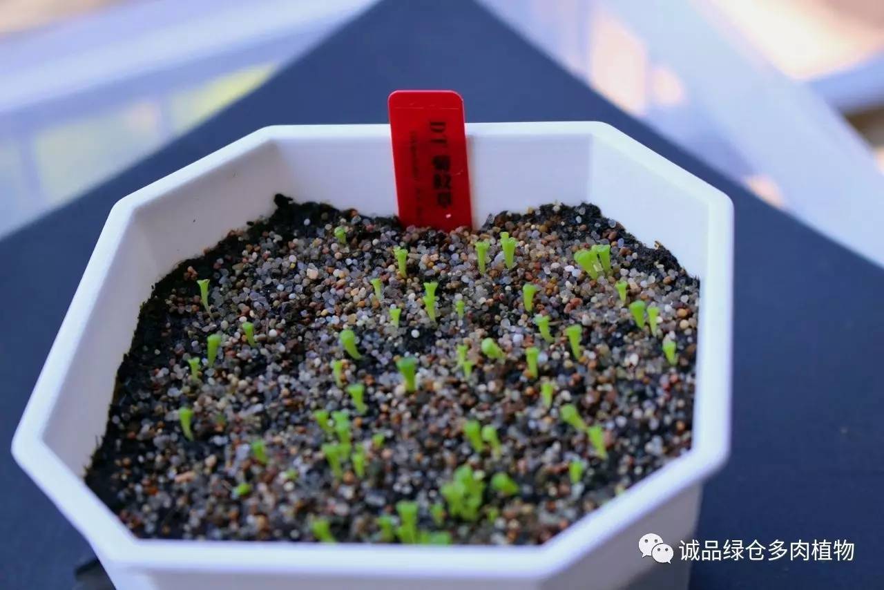 涨姿势｜当不成学霸总得做一回“播”霸（夏播生石花第38天）