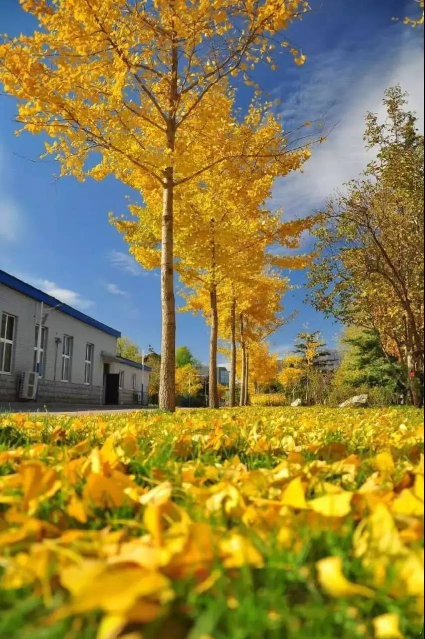 北京交通运输职业学院最新消息,北京运输职业学院排名