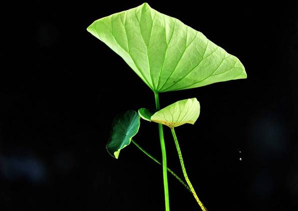 养生好物补气血,补血养生必备好物