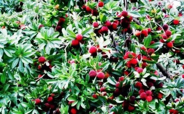 浙江台州农产品有哪些,台州特色农产品有哪些