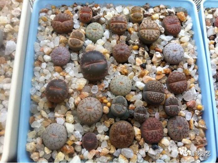 生石花的种子是自己的品种吗,生石花像丝绒一样的是什么品种