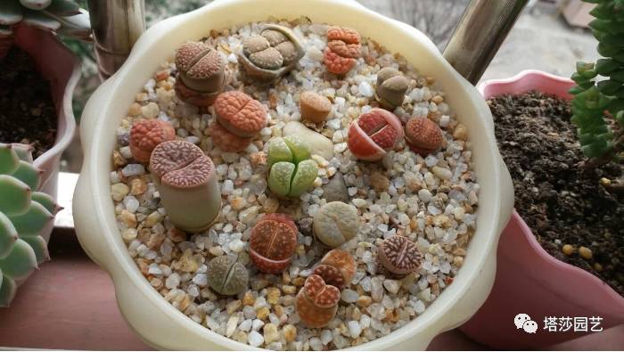 生石花的种子是自己的品种吗,生石花像丝绒一样的是什么品种