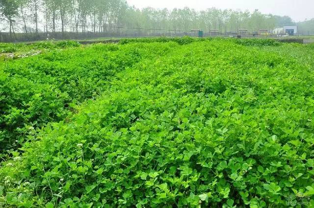 「镇深度」牛!镇江9个特产获国家地理标志产品保护!还有的在受理中……