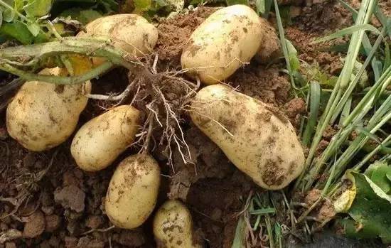 茄子千万不能这样吃,后果严重,相当于在服毒!