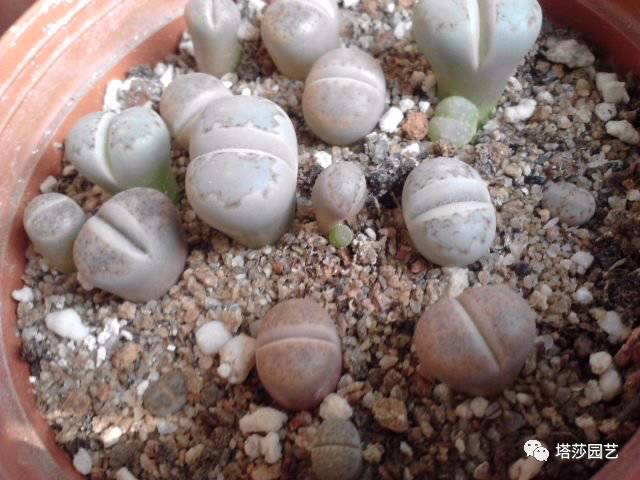 生石花的种子是自己的品种吗,生石花像丝绒一样的是什么品种