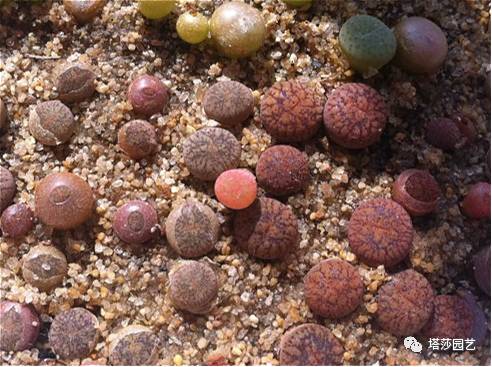 生石花的种子是自己的品种吗,生石花像丝绒一样的是什么品种