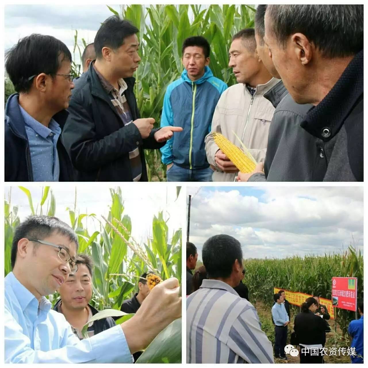 中盐安徽红四方肥业股份有限公司,中盐安徽红四方有机肥