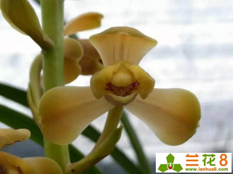 兰花的观赏价值,价值千万的兰花