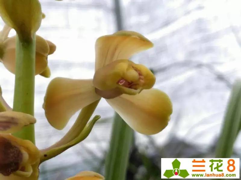 兰花的观赏价值,价值千万的兰花