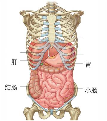 生来就是一个吃货|浮想联翩解剖学第二弹