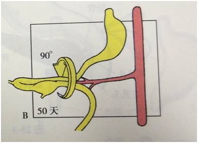 生来就是一个吃货|浮想联翩解剖学第二弹