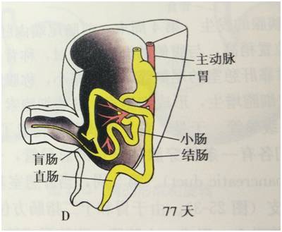 生来就是一个吃货|浮想联翩解剖学第二弹