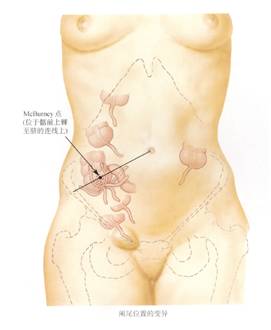 生来就是一个吃货|浮想联翩解剖学第二弹