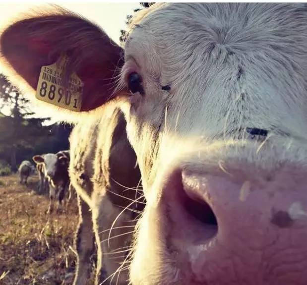 美国活牛期货实时行情,美国活牛价格一览表