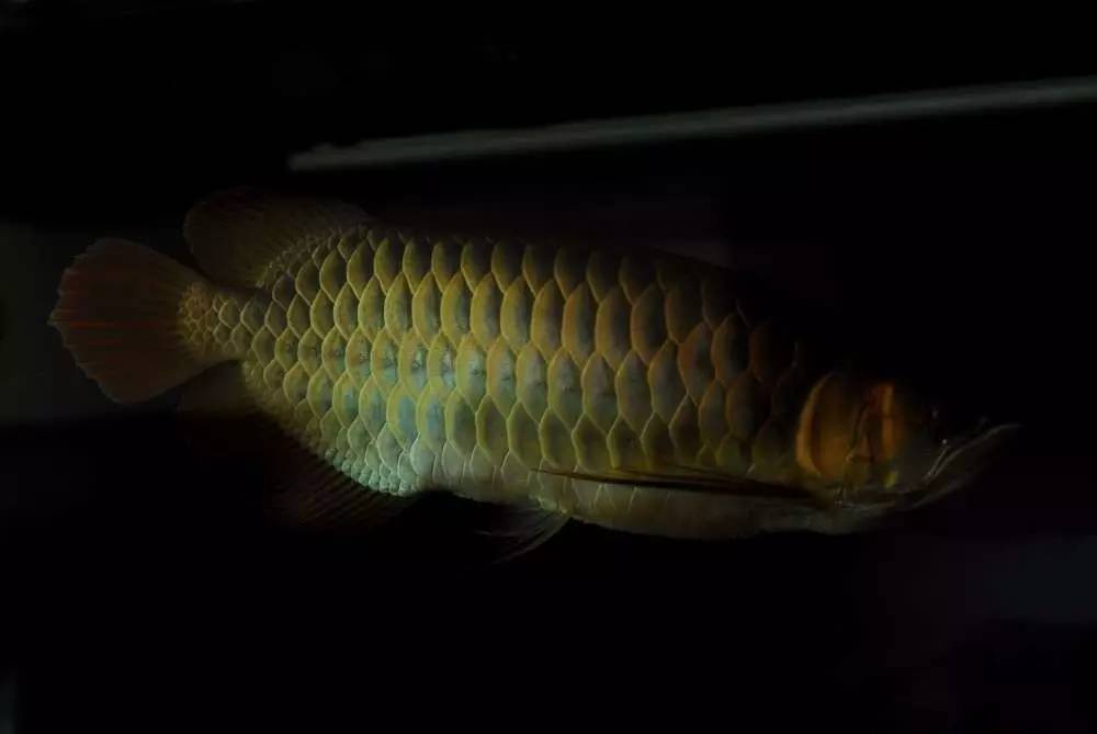 用心养鱼养好鱼,用心养好每一锅汤