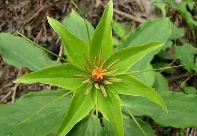 七叶一枝花抗癌奇迹,七叶一枝花的生长寿命