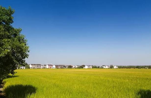 若你看过了望亭的前世今生，你会爱上这个“稻香小镇”！