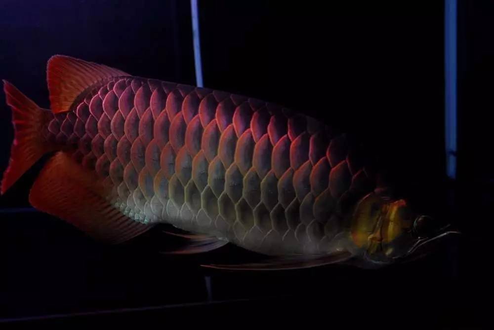 用心养鱼养好鱼,用心养好每一锅汤