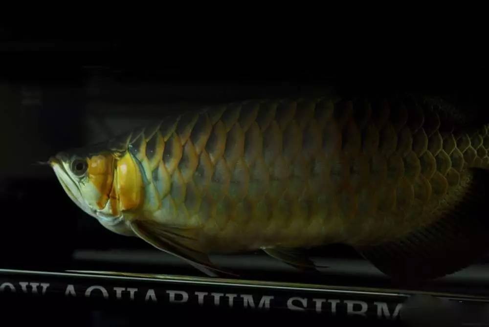 用心养鱼养好鱼,用心养好每一锅汤