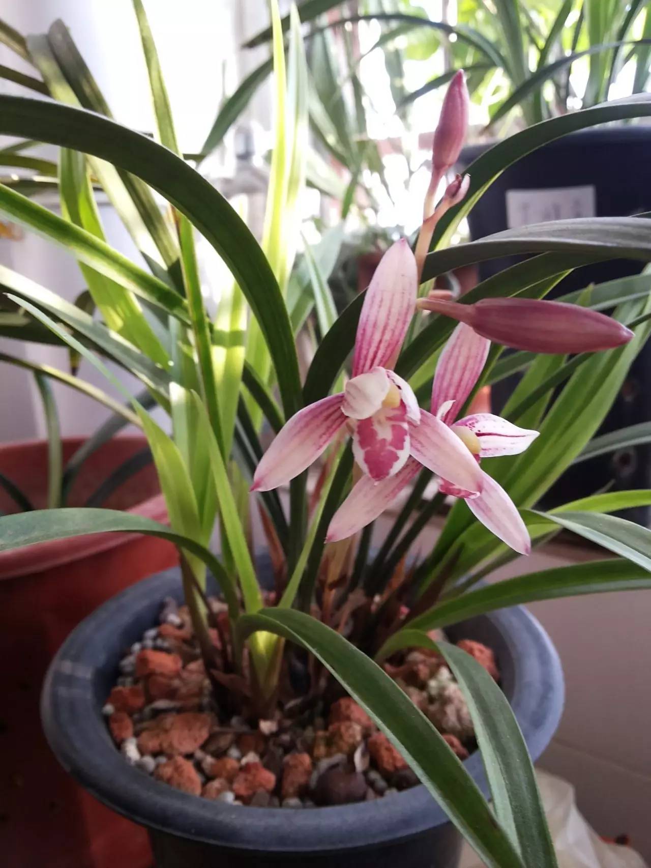 秋季可以扦插的花有哪些,秋季扦插的植物什么时候移盆