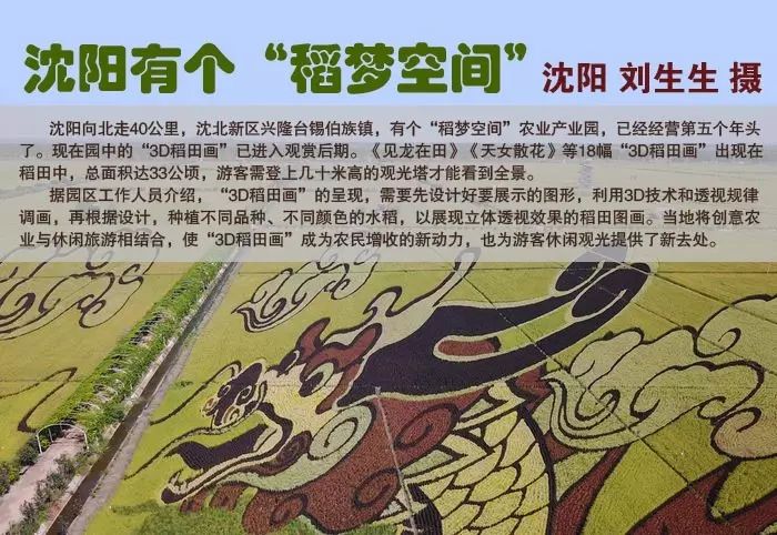 沈阳有稻梦空间吗,沈阳稻梦空间的水稻