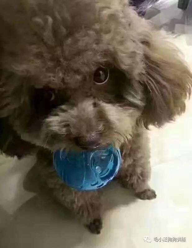 小泰迪第一次外出,小泰迪到新家