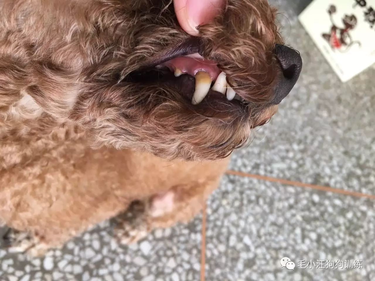 小泰迪第一次外出,小泰迪到新家