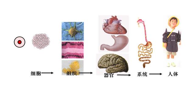 负离子是怎么杀菌的,杀菌空气净化器真的杀菌吗