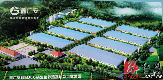 祁阳县鑫广安公司,湖南鑫广安公猪