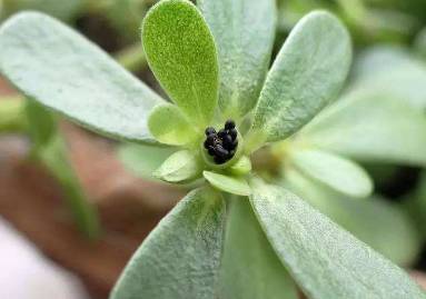 中药知识必学杜仲,中药知识必学苍耳子