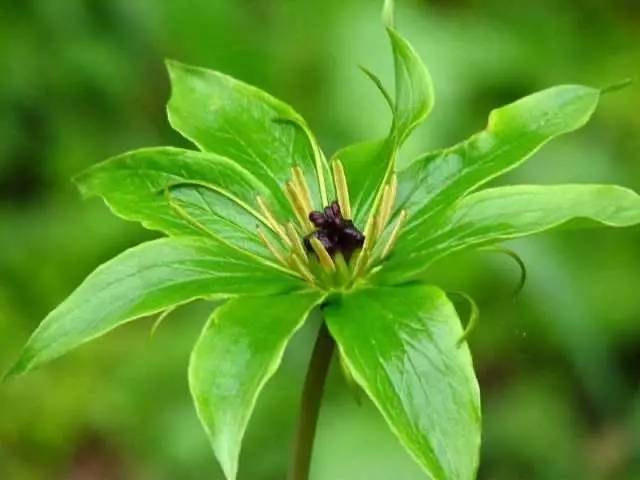 七叶一枝花抗癌奇迹,七叶一枝花的生长寿命