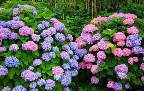 秋季可以扦插的花有哪些,秋季扦插的植物什么时候移盆