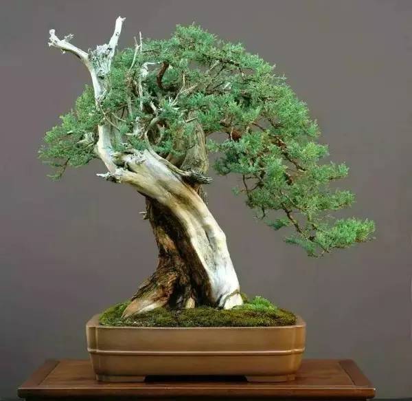 秋季可以扦插的花有哪些,秋季扦插的植物什么时候移盆