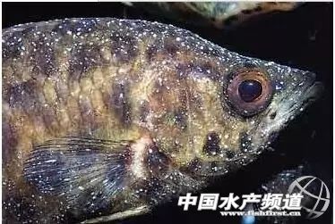 传染快，流行广，危害大！不用慌，一文教你对付白点病