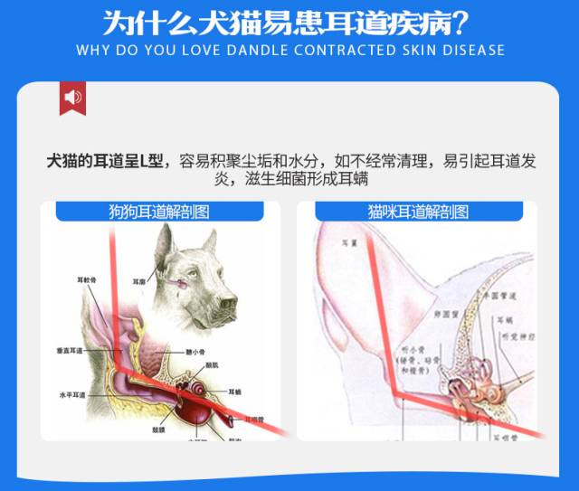 资深宠医教你三步彻底祛除耳螨,爱宠的健康状况你真的了解吗