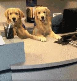 狗狗当销售部老总,狗狗当老板